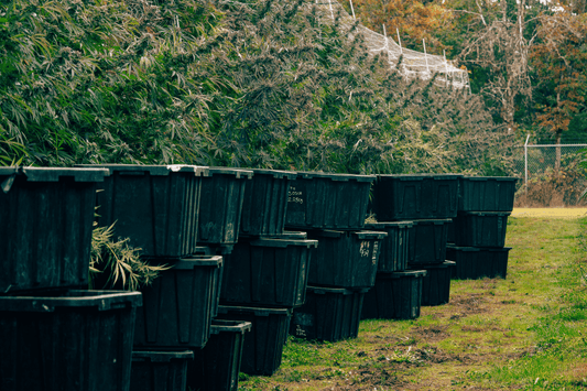 Cannabis plants grown in containers outdoors, representing hemp cultivation regulated under federal and state laws